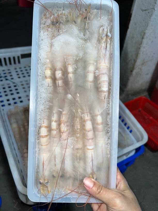 内港对虾当天捕当天活冻新鲜营养 速冻对虾