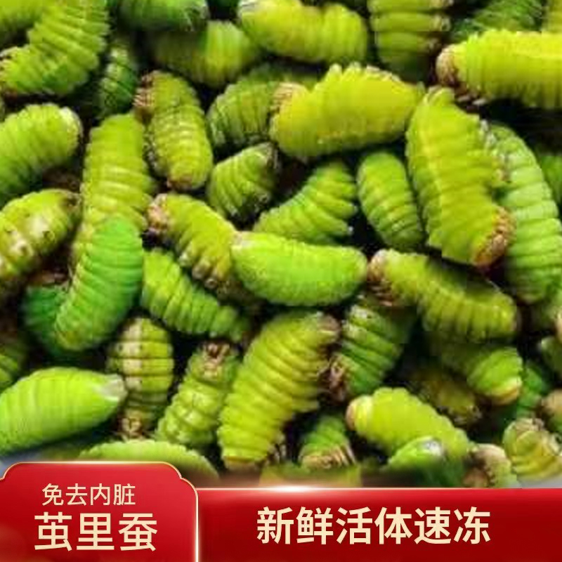 茧里蚕 无需处理  新鲜速冻 东北特产大青蚕