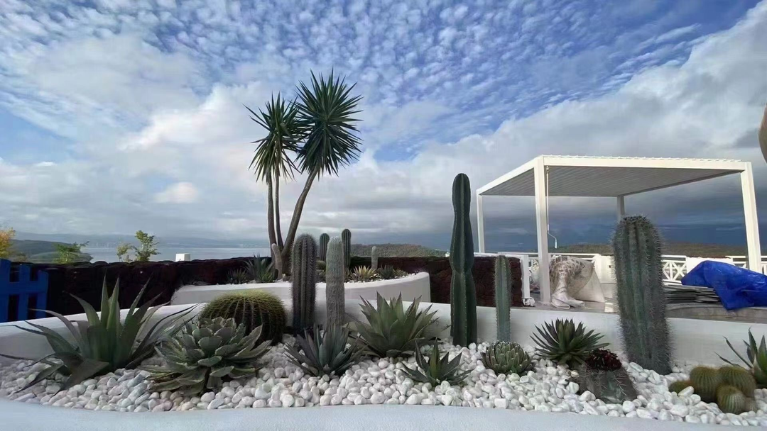 沙生植物仙人掌室内外景观造景办公室庭院摆放防辐射绿植盆栽年花