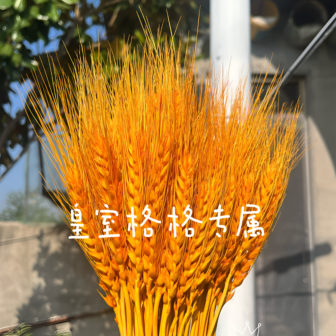【精品A级大麦】黄金麦穗干花开业大麦厂家直销批发麦穗源头直发