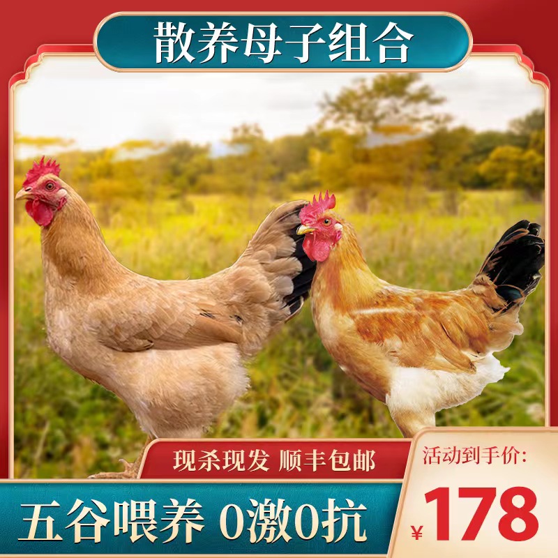 【老母鸡童子鸡套餐】走地溜达柴火三黄农家散养土鸡2只3.5-4.0斤