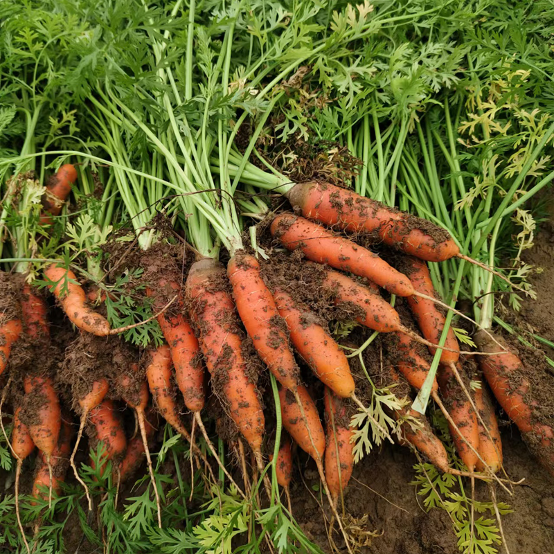 湖北农家自种胡萝卜现现挖现卖老品种胡萝卜红萝卜宝宝孕妇胡萝卜