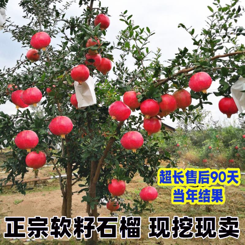 石榴树树苗突尼斯软籽石榴苗盆栽庭院果树果苗无籽甜石榴树苗