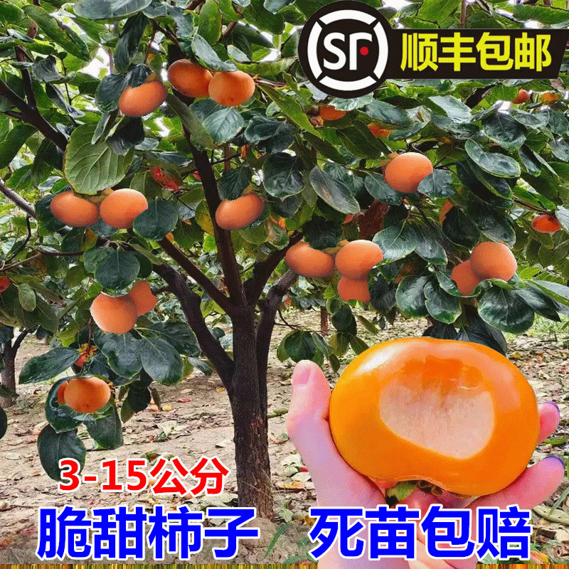 无核脆甜柿子树苗果树带土南方北方种植庭院盆栽地栽阳台黑柿果树