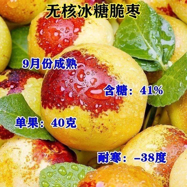 枣子树苗耐寒无核冰糖冬枣树苗适合南北方种植地栽盆栽苗成活结果