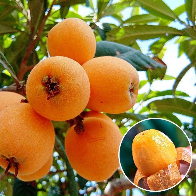 枇杷树苗大五星枇杷果苗果树琵琶庭院果树南北方种植当年结果