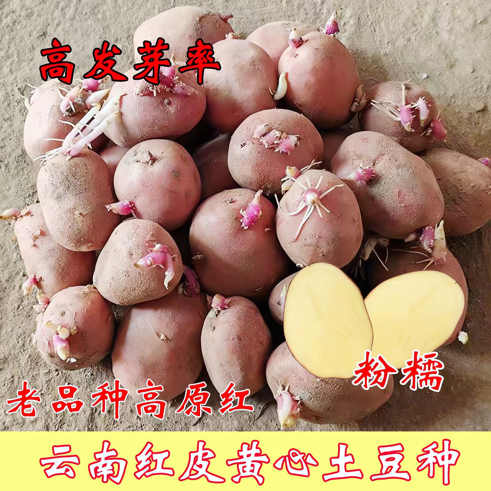 云南红皮黄心土豆种子早熟原种秋冬春季发芽高产红皮马铃薯种仔