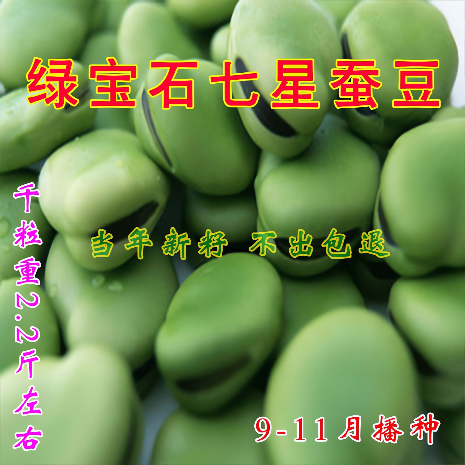 正宗绿宝石七星蚕豆种子早熟胡豆籽高产罗汉豆春秋季播种蔬菜种子
