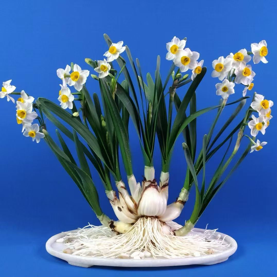 福建漳州水仙花八字切养护好长根发芽发货大花王球