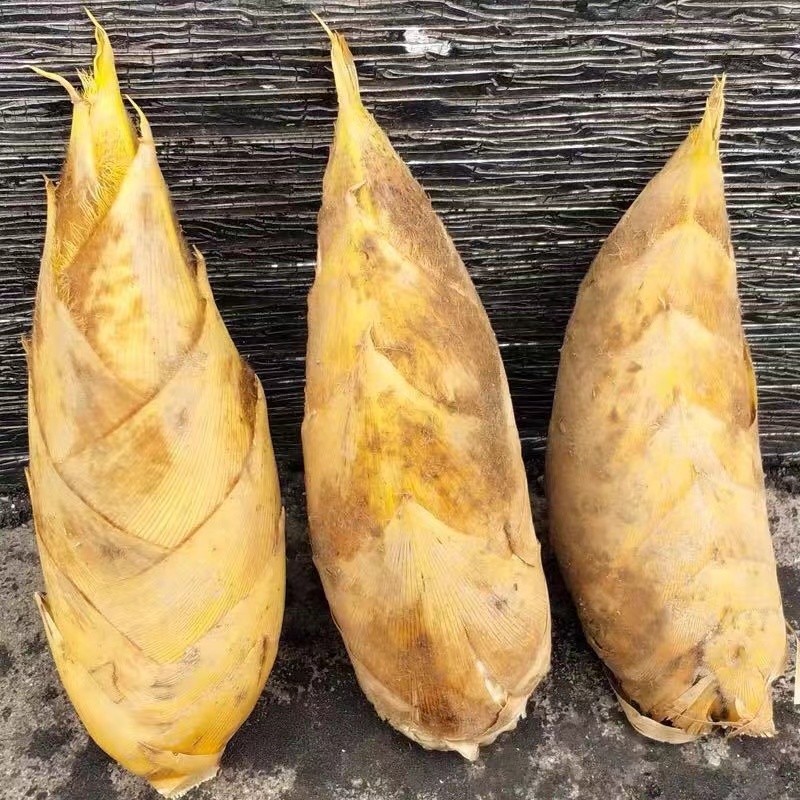 2025年浙江丽水龙泉高山新鲜黄泥直营冬笋鲜嫩脆美味时令冬笋竹笋