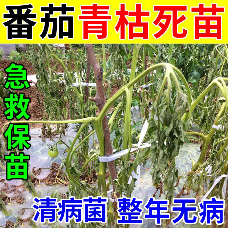 番茄青枯病专用西红柿死苗烂根溃疡根腐黄叶枯萎病抗重茬叶面肥料