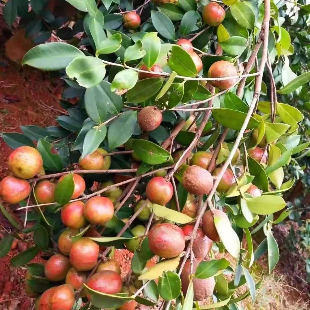 长林50株2年50-80公分嫁接油茶苗红皮4号40号53号品种混合发货