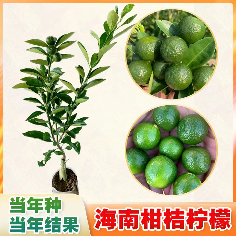 海南小柠檬树苗嫁接小青桔苗金桔柠檬当年结果庭院阳台盆栽果树苗