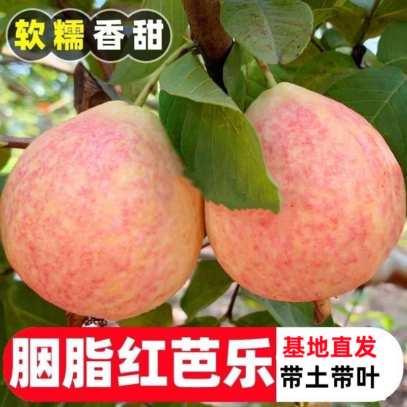 胭脂红番石榴大果树苗西瓜红心芭乐番石榴嫁接果苗无籽南方水果苗