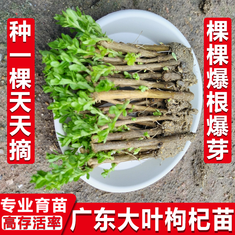 枸杞叶苗叶用枸杞菜苗枸杞苗树苗食用菜用蔬菜四季种植盆栽枸杞子