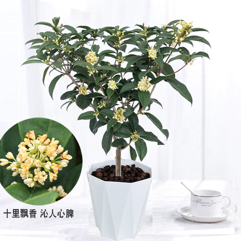 四季桂花带花苞植物带香味带花苞种好露天庭院耐寒带花苞产地花圃