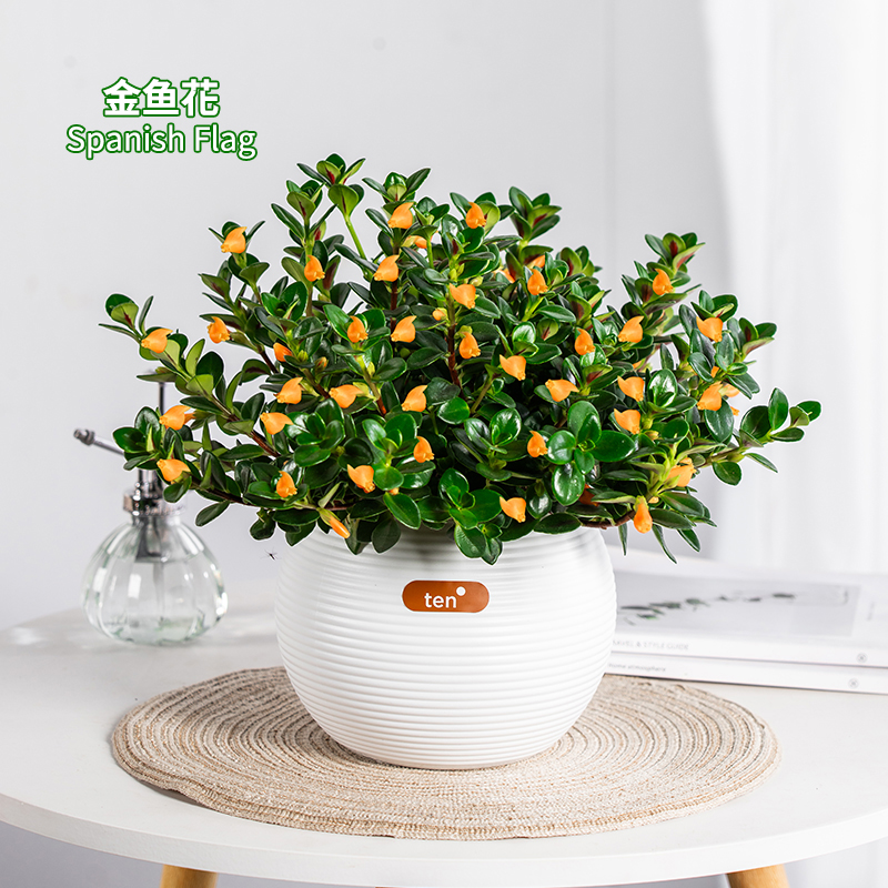 金鱼吊兰盆栽花卉植物带花苞发货室内自然庭院好养的盆栽花卉植物