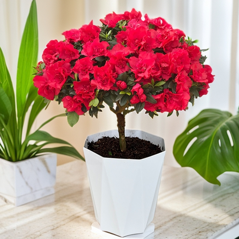 杜鹃花盆栽带花苞发货花卉花红色喜庆带花苞发货露天自然好养盆栽