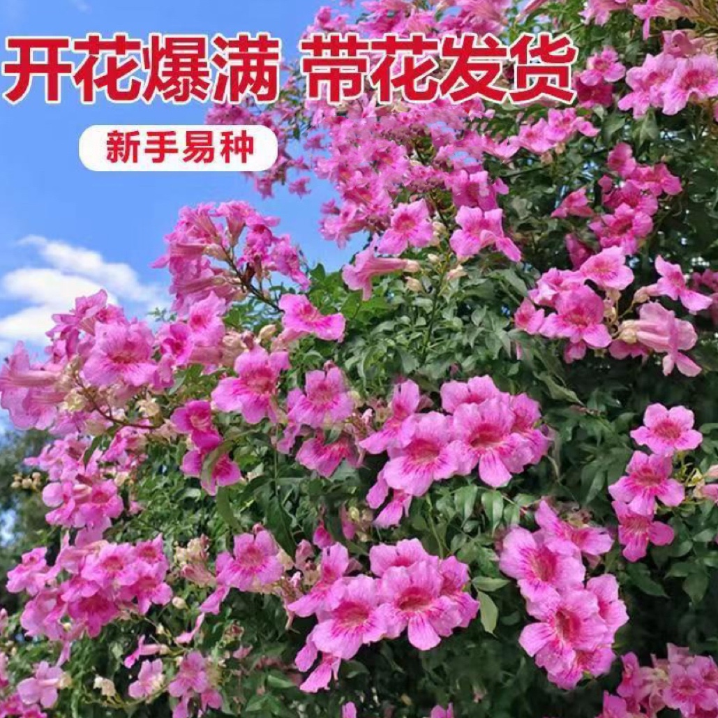 庭院地栽盆栽开花粉色凌霄花四季常绿非洲凌霄花卉攀援爬藤植物