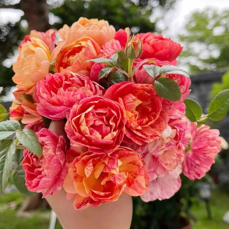 【3棵包邮】果汁飞溅月季花苗浓香大花阳台玫瑰盆栽花卉庭院四季