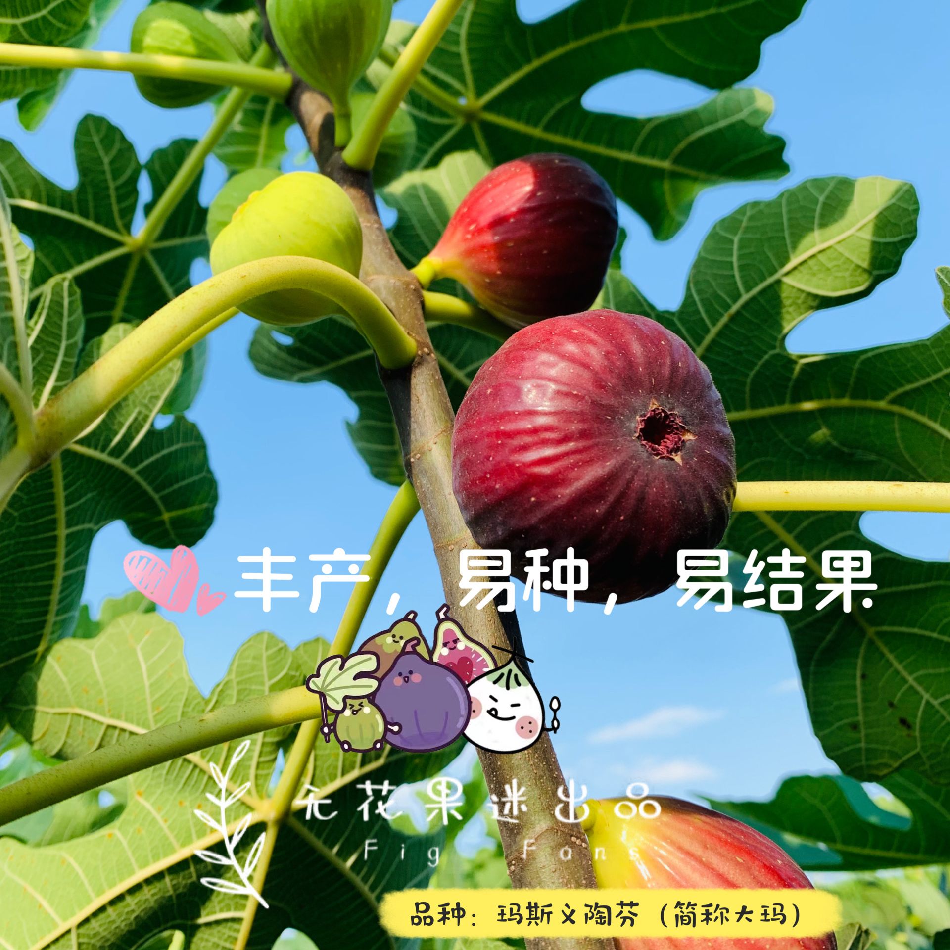 【无花果迷出品】玛斯义陶芬无花果树苗个头大易结果适合新入门丰产
