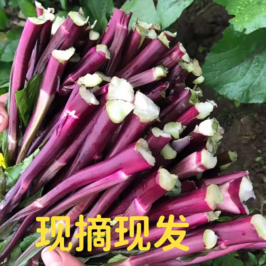 绿色食品【顺丰快递】湖北红菜苔4斤露天蔬菜基地直发现摘新鲜2/4斤