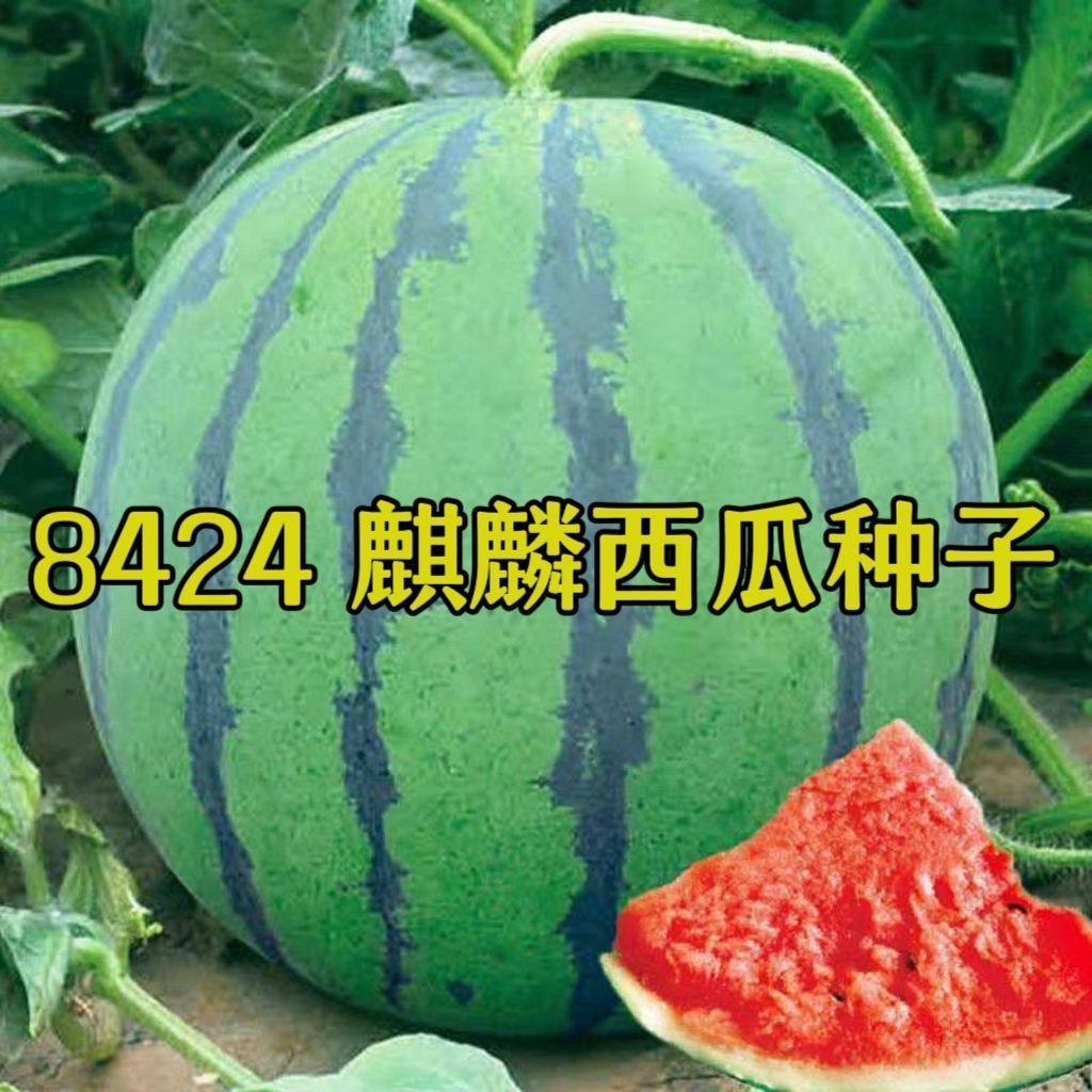 正宗8424西瓜种子麒麟西瓜种子早熟庭院懒汉王无籽西瓜种子