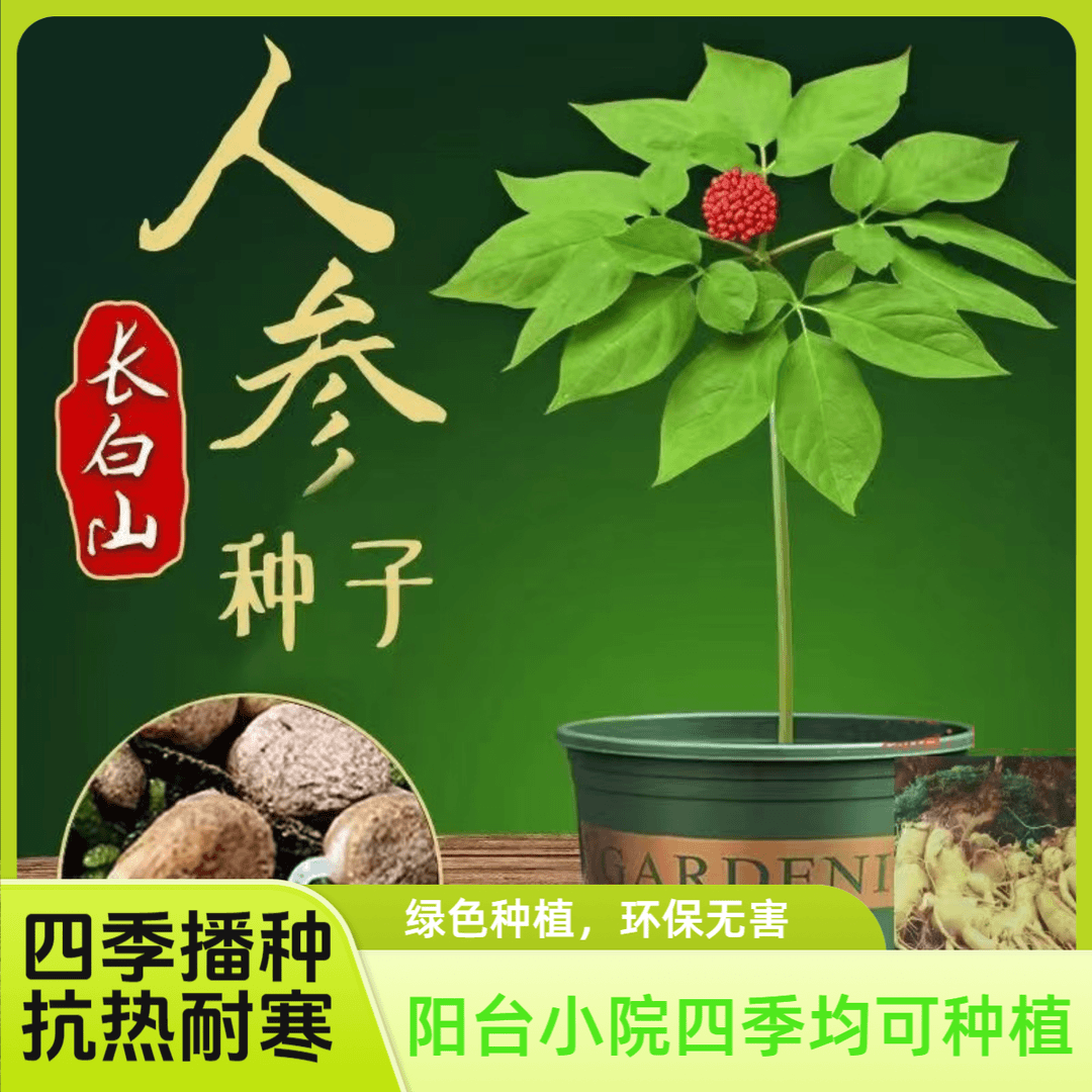 【四季播种】正宗长白山人参种子阳台小院四季均可种植栽培简单易种
