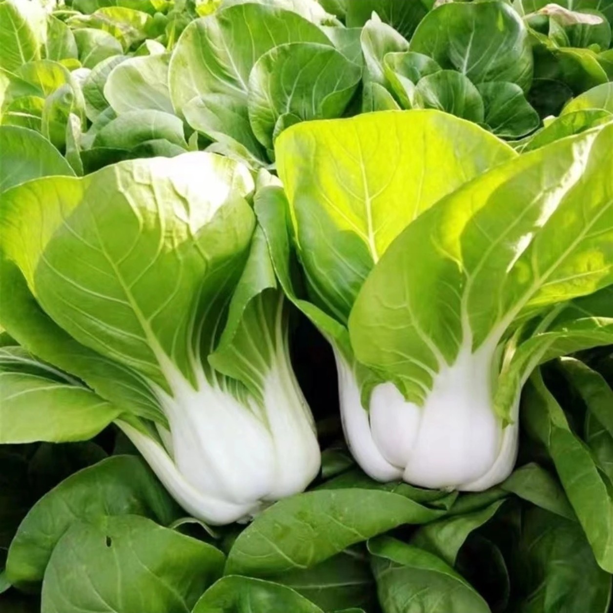 安庆农家自种矮脚黄奶油白菜本地露天新鲜青菜