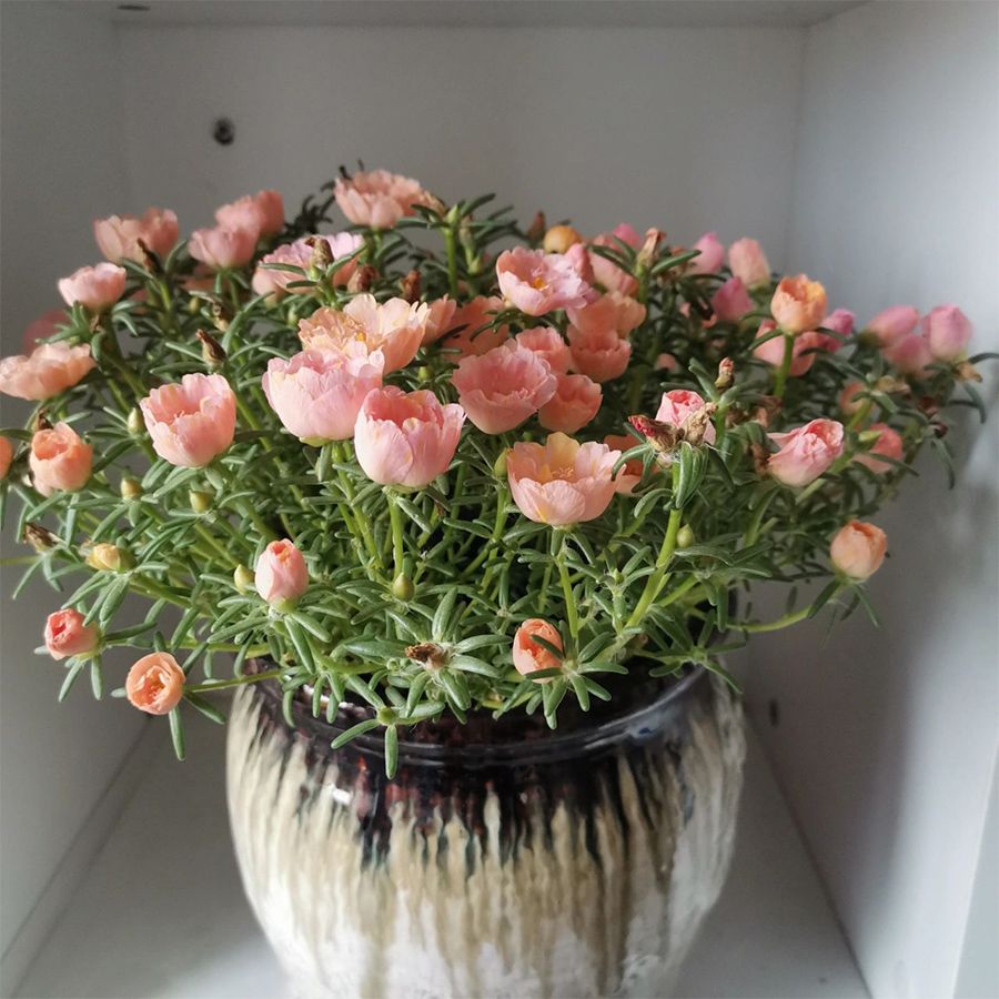 重瓣太阳花种子四季播种耐晒室内阳台庭院养植物花卉盆栽