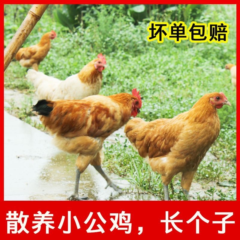 （清蒸 炒鸡）童子鸡 小公鸡杀好1.6-1.8斤左右 包冰率不含冰