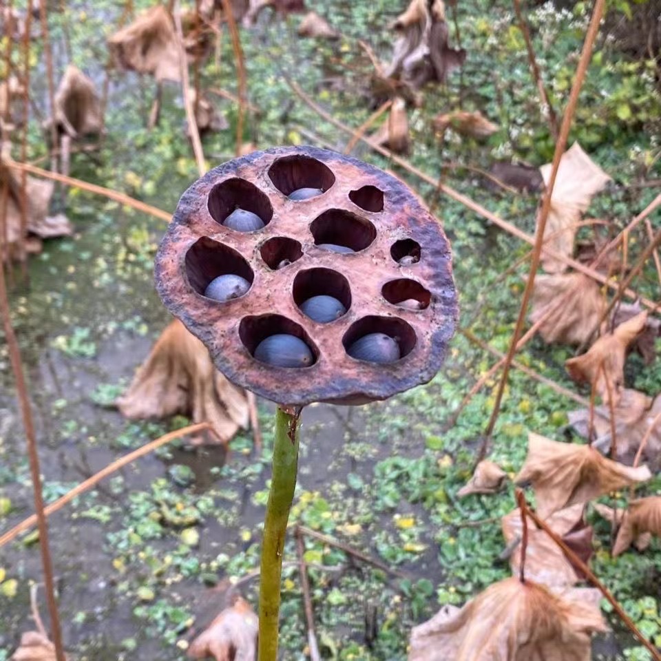 福建武夷山带壳老莲子石莲子铁莲子可种可吃可做手串生吃香500g