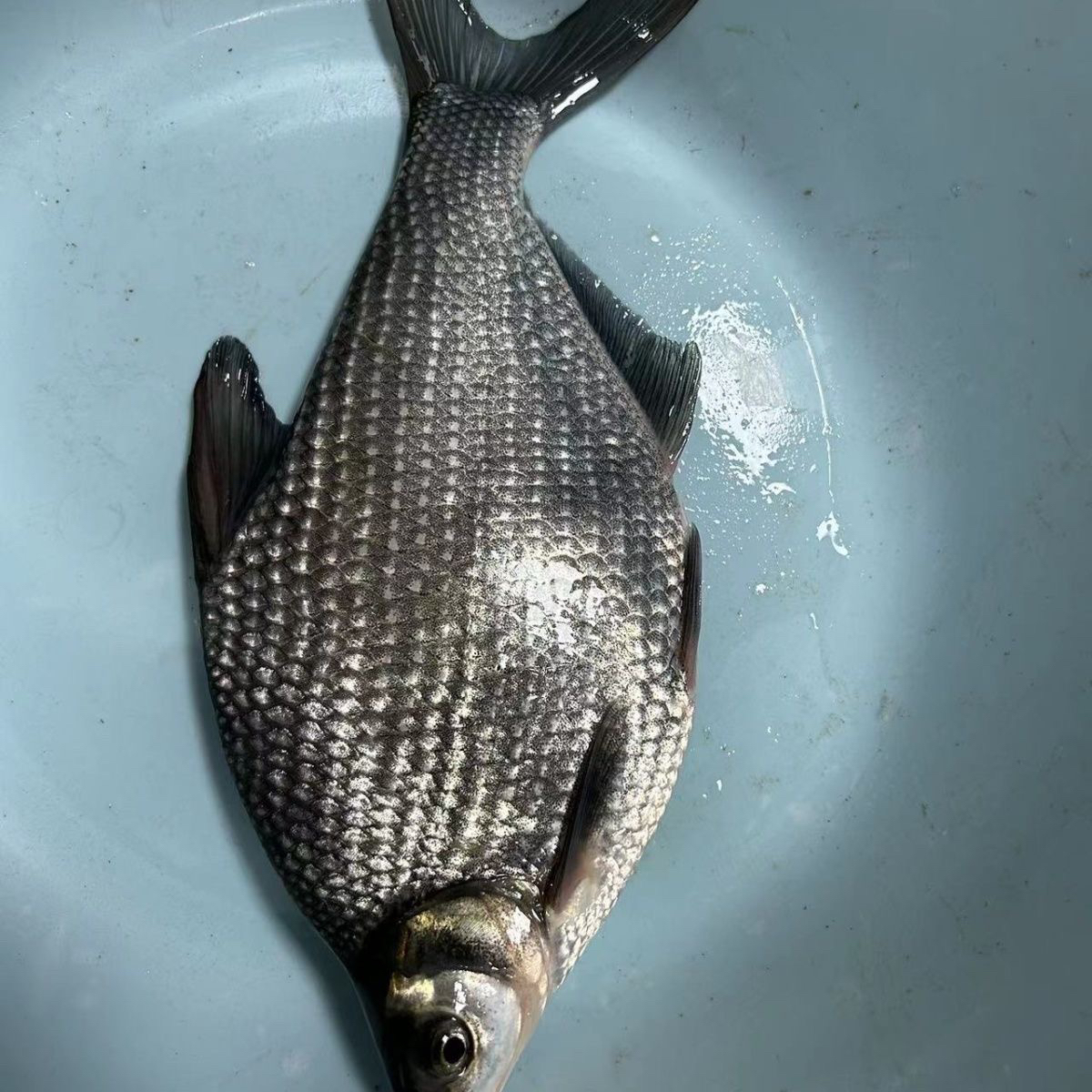 沙边鱼 优质武昌鱼鳊鱼三角鲂淡水养殖食用