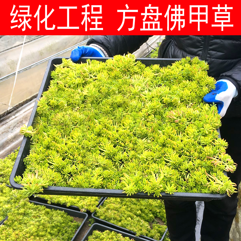 黄金万年草佛甲草屋顶庭院草坪耐寒耐热旱四季常绿植被多年生宿根