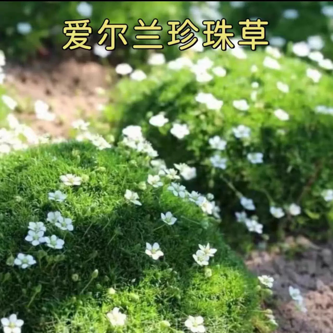 爱尔兰珍珠草庭院景观绿化四季常绿草坪开花耐寒耐旱多年生宿根