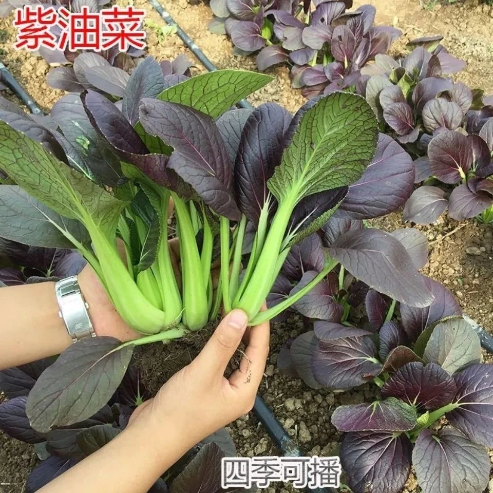 紫叶油菜种子春夏季蔬菜种籽农家秋冬季菜蔬菜种孑