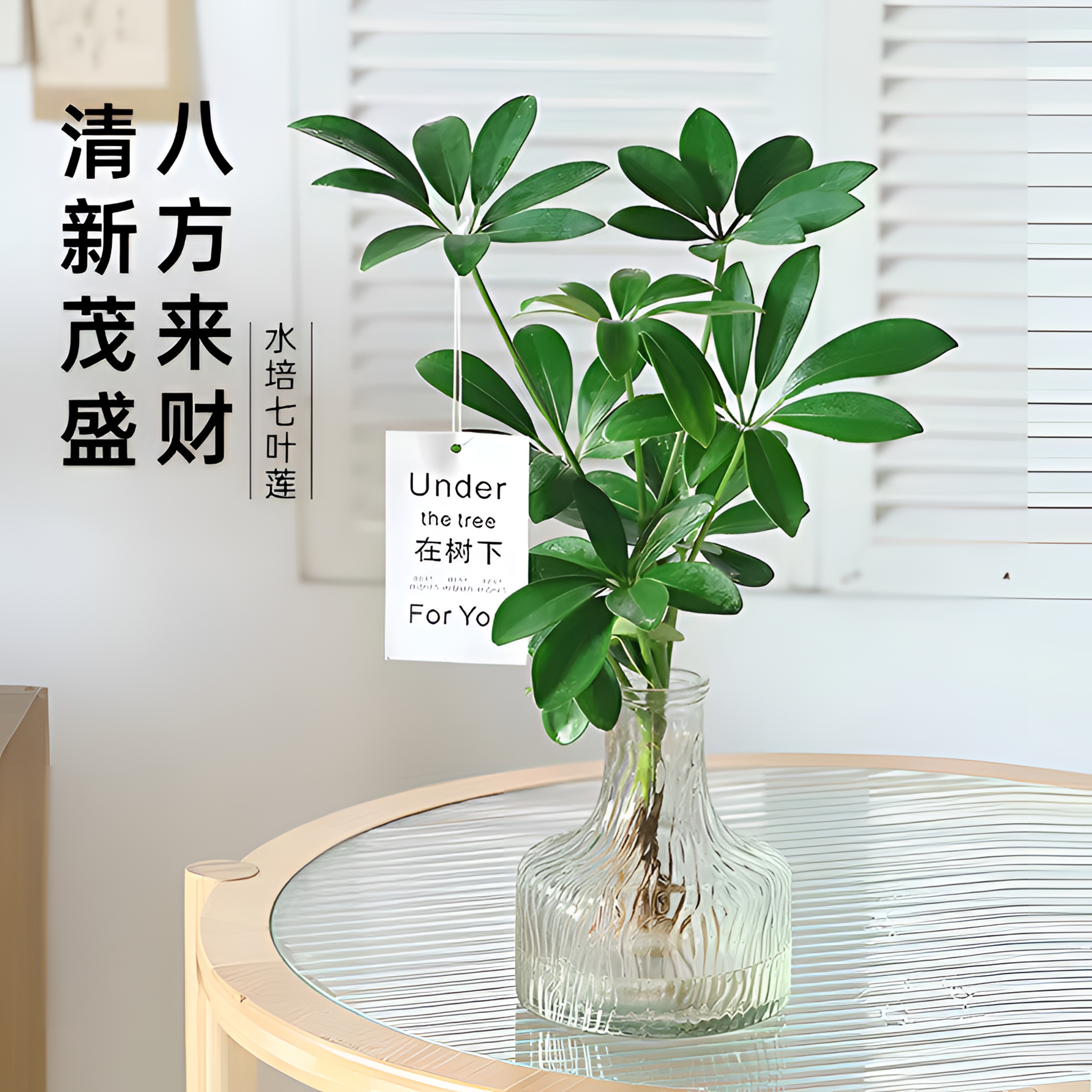 水培植物七叶莲客厅办公室内桌摆鸭脚木绿植盆栽八方来财四季常青