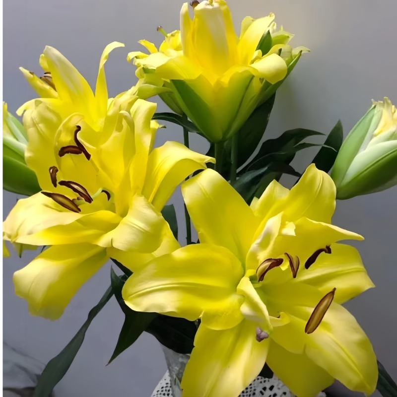 【异国阳光】1个球四季可种百合球浓香型庭院阳台种植室内外盆栽