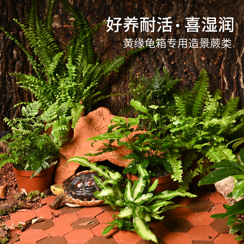 黄缘龟饲养缸生态造景植物波士顿蕨狼尾蕨阿波线蕨安缘用室内叶子
