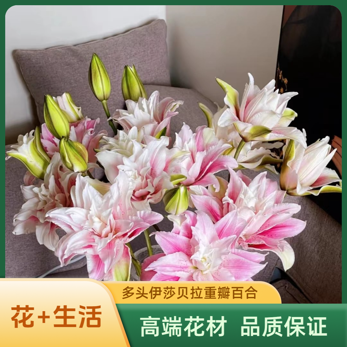 多头伊莎贝拉重瓣百合
