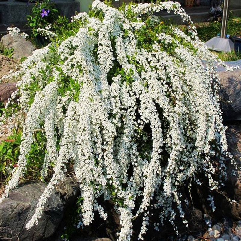 喷雪花 雪柳花苗 多分枝盆栽 开花机器 花开密繁雪白易种植