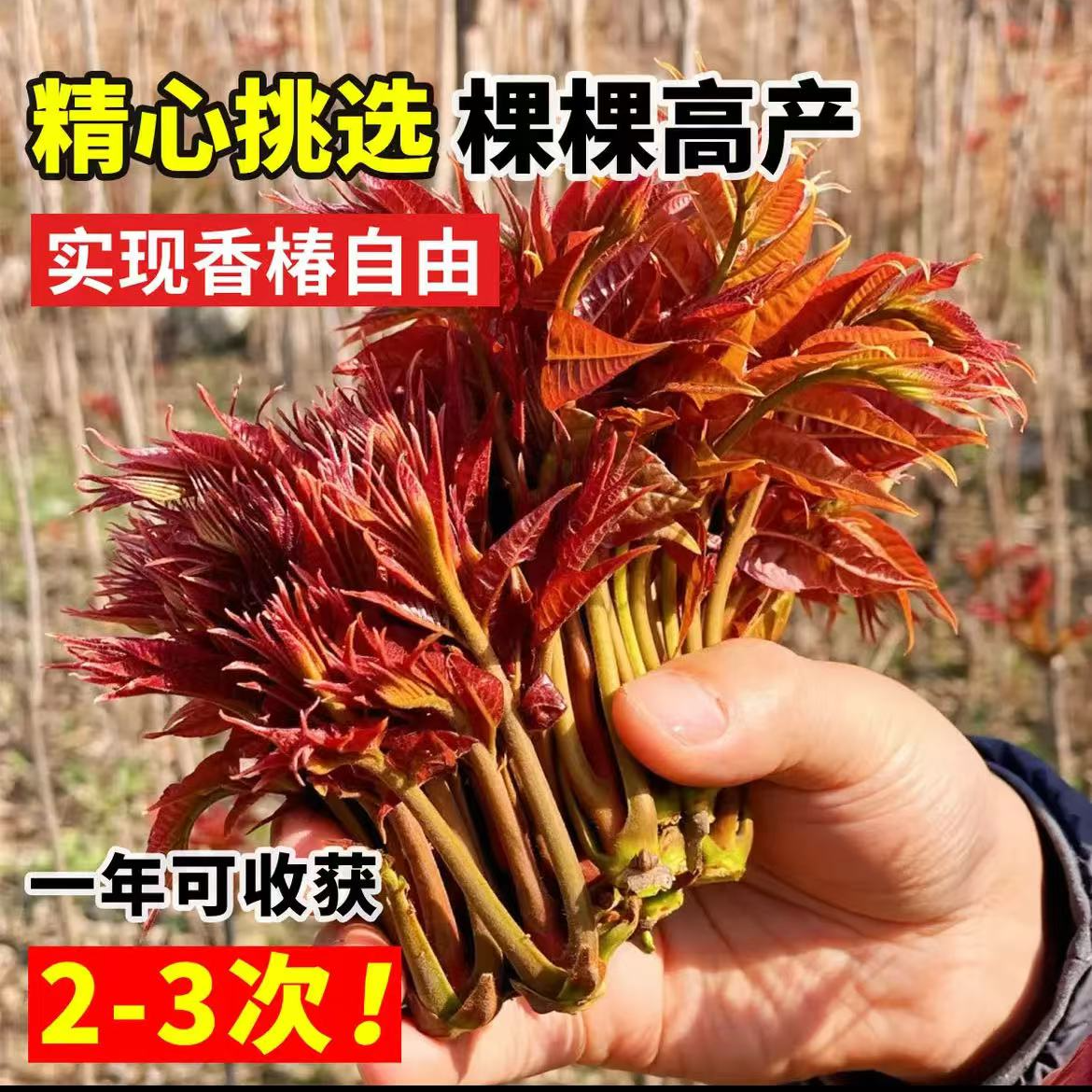 香椿树苗新鲜食用红油地栽盆栽芽菜南方北方四季种植正宗春芽树苗