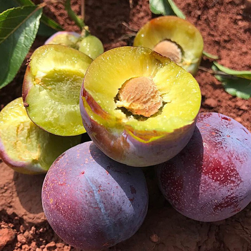 四川脆红李子脆红李脱骨李青红脆李新鲜应季水果现摘现发3/5斤