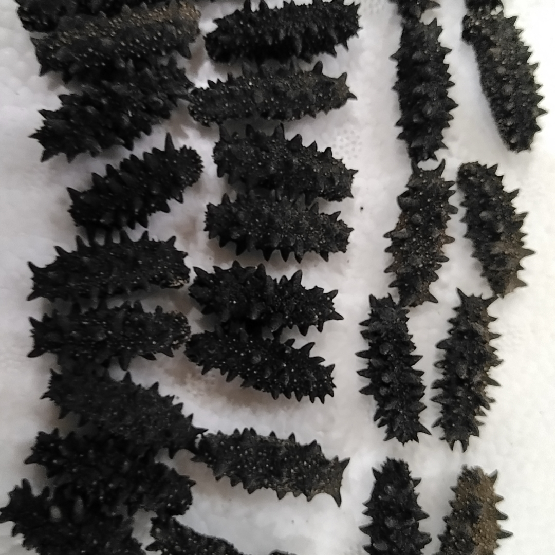 俄罗斯进口200头野生海参零添加纯淡干二红8.5-9个干