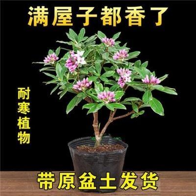 金边瑞香盆栽浓香型带花苞室内老桩客厅观花植物耐寒花卉四季好活