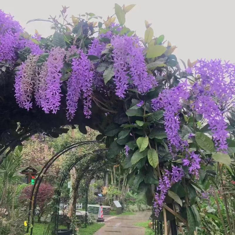 大叶蓝花藤网红许愿藤蓝色花系爬藤攀援木本室外庭院花园植物花卉