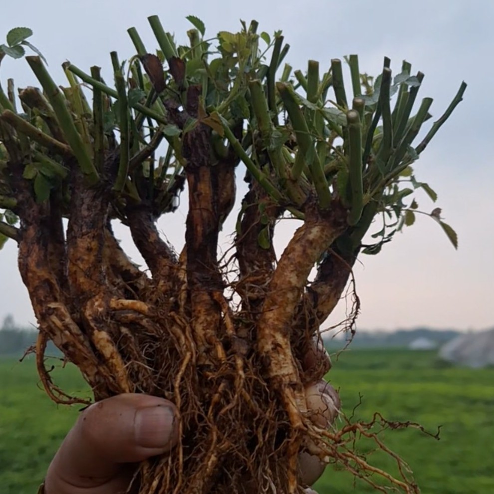 白花无刺蔷薇实生根接月季 0.8到1.2随机发货！用于嫁接砧木！