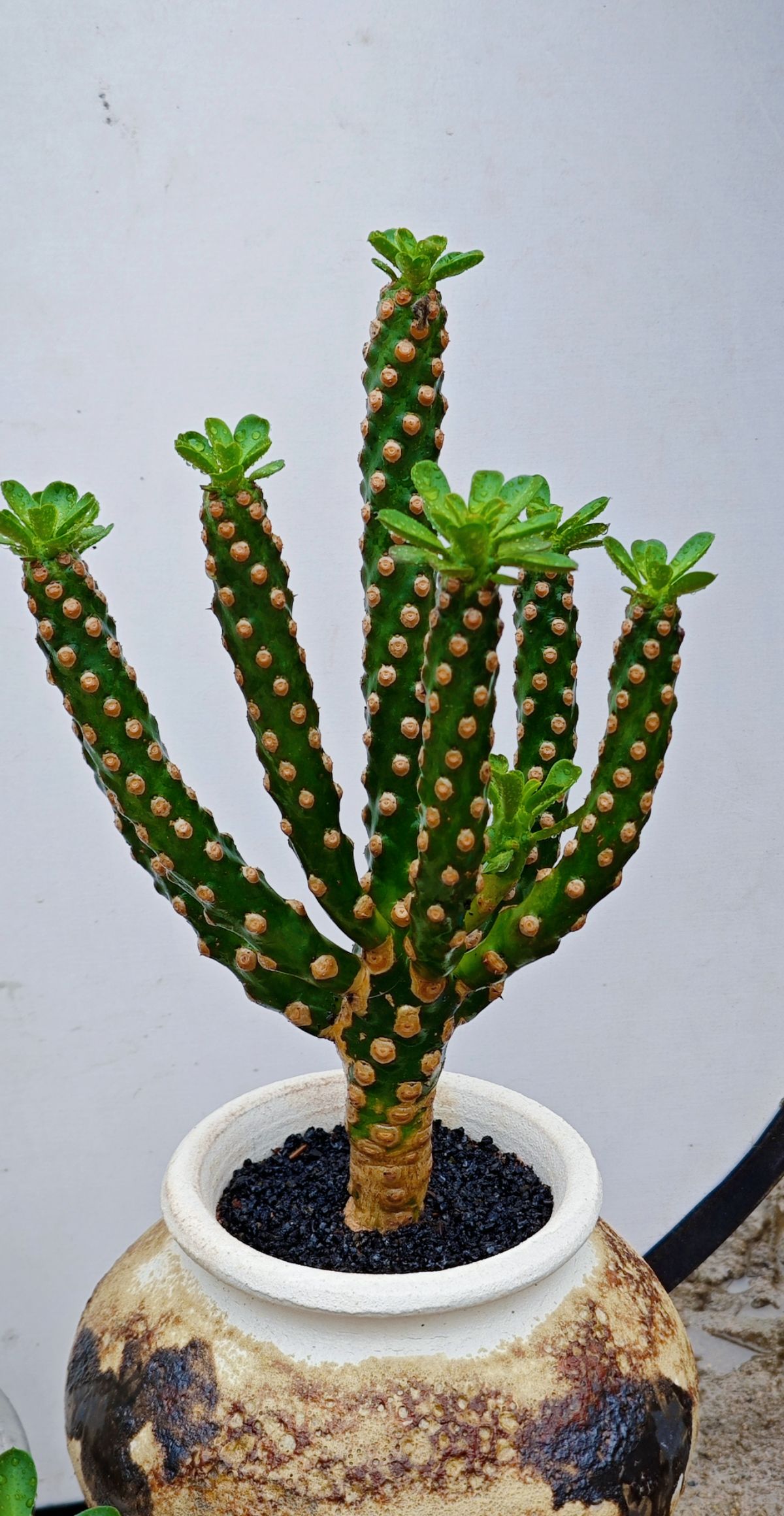 大戟科绿植无刺霸王鞭旋转叶片精致造型裸根脱土发货带嫁接龙骨