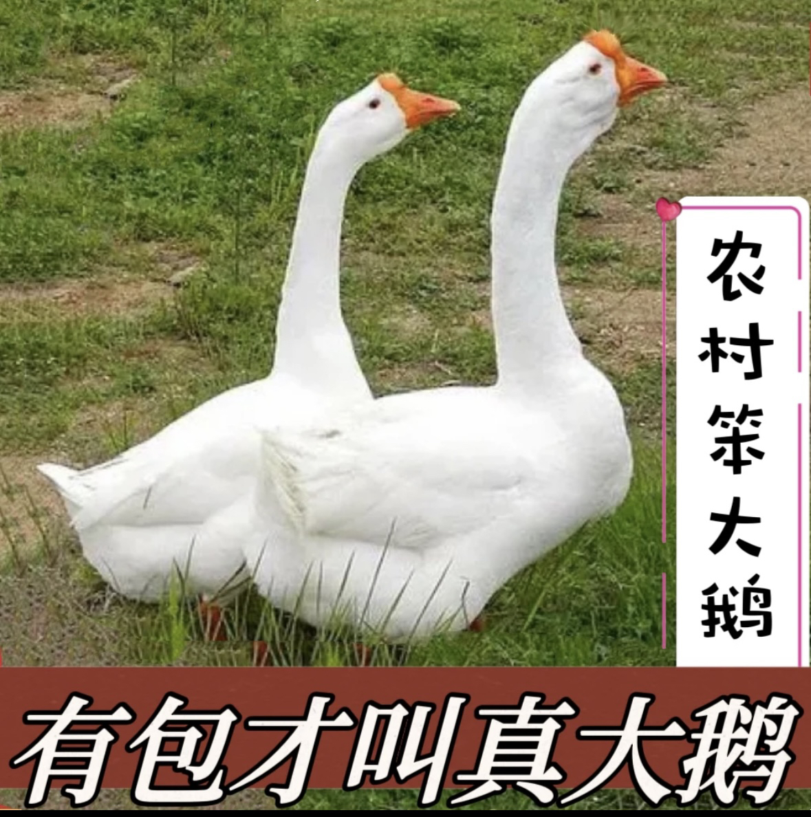 东北散养笨大鹅 新鲜现杀  手工拔毛