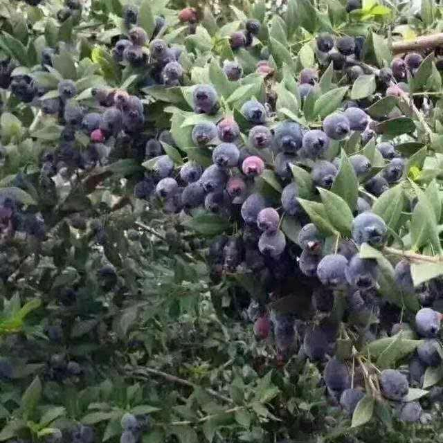 稔子种子山棯子果多尼山捻子果当泥桃金娘捻子南方野果种子